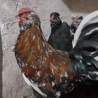 تخم نطفه دار گلین