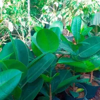 گلکده آیلار|گل و گیاه طبیعی|فردوس (خراسان), |دیوار