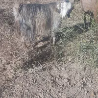 ۴ عدد بزینه