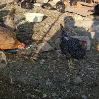 مرغ رسمی تخم گذار|حیوانات مزرعه|رودهن, |دیوار