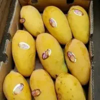 فروش انبه وارداتی پاکستان
