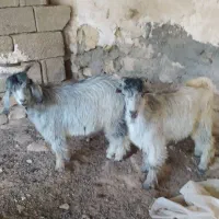 سه راس کهره نر درجه یک
