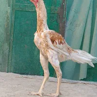 جوجه خروس تاج مهر