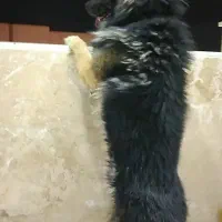 ژرمن شِپر اصیل