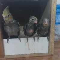 جوجه عروس هلندی