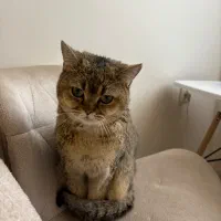 گربه گمشده|حیوانات|تهران, جیحون|دیوار