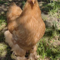 مرغ و خروس برهما