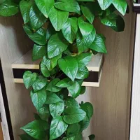 گل های آپارتمانی فروش فوری