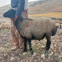 یک عدد بره قوچ شال اصیل