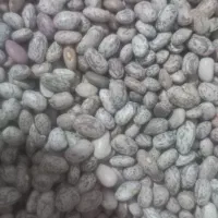 لوبیا ارتشی تمییز وخوش پخت
