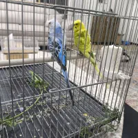 مرغ عشق پروانه ای نر