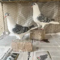 پلاس موقلوف و کار