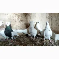 بوقلمون و طوقی|حیوانات مزرعه|لامرد, |دیوار