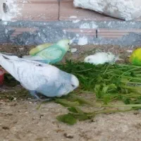 مرغ عشق رینبو..|پرنده|گرگان, |دیوار