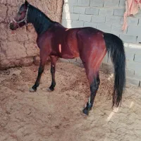 باسلام کره اسب نر نژاد کرد  هنوز سواری نشدهسراحال