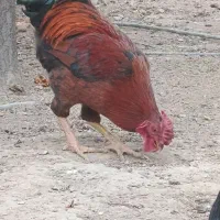 مرغ وخروس|حیوانات مزرعه|قرچک, شهرک گلها|دیوار