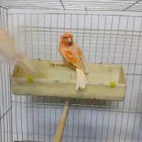 یک جفت قناری سوپری