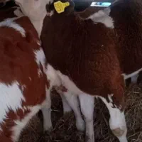 مناسب به حداقل وزن گیری