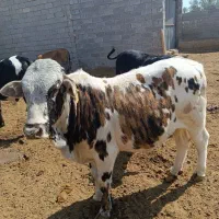 فروش گوساله نر|حیوانات مزرعه|فراشبند, |دیوار