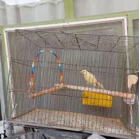 قناری نر  مست