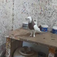 کبوترنرطوقی