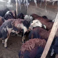 قوچ بجنوردی اصل