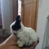 خرگوش مینیاتوری|موش و خرگوش|کرمانشاه, |دیوار