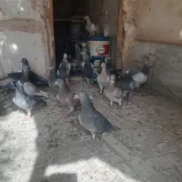 جفت گاه آلمانی