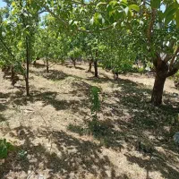 فروش-باغ-روستای-بیاره-شهر-سیسخت