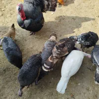 بوقلمون ماده