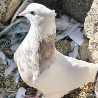 کبوتر طوقی5 عدد|پرنده|بیلوار, |دیوار