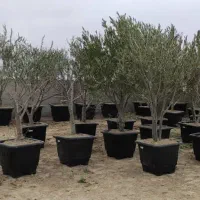 حراج نهال زیتون