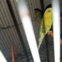 یک جفت مرغ عشق نر و ماده باقفس و وسایل