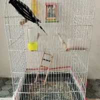 قفس کاسکویی