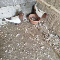 کفتر سیم دم سرخ