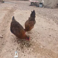 مرغ محلی تخم گذار