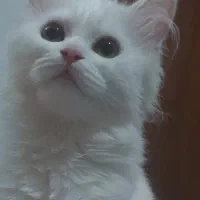 فروش ویژه گربه سفید نژاد دار