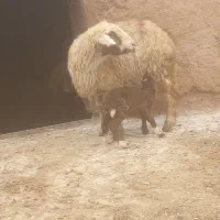 دوعدد میش زاییده|حیوانات مزرعه|تربت جام, میان جام|دیوار