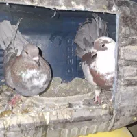 کبوتر|پرنده|قشم, |دیوار