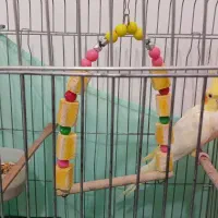 دو عدد مرغ عشق ویه عروس هلندی رام ،|پرنده|رشت, آب و برق|دیوار