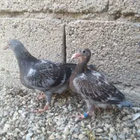 کبوتر ،جوجه پلاکی