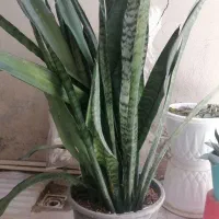 گل سانسوریا شمشیری معاوضه با بلدرچین