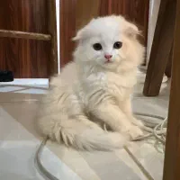 گربه اسکاتیش نر فولد