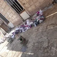 فروش کبوتر به صورت یکجا