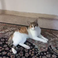 واگذاری رایگان بچه گربه ماده دی اس اچ|گربه|شیراز, فلکه گاز|دیوار