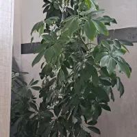 گل طبیعی زیبا و سرحال|گل و گیاه طبیعی|کرمانشاه, |دیوار