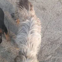 سگ پیدا شده|حیوانات|تهران, فلاح|دیوار