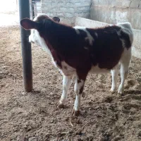 گاو گوساله.تلیسه.