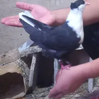 کبوتر مگس گمشده