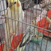 یک جفت عروس هلندی با جوجه